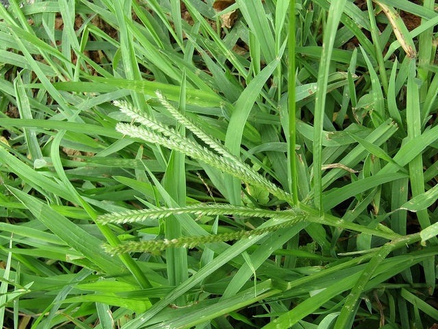 Cỏ mần trầu cực tốt cho sức khỏe nhưng nhiều người lại nhầm là cỏ dại. Ảnh: Istock