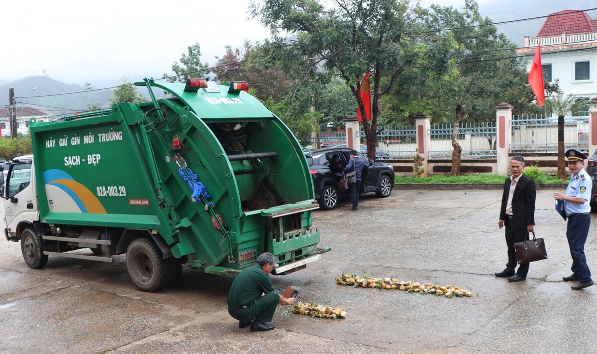 Thực hiện tiêu huỷ số cây giống giả Sâm Ngọc Linh Kon Tum.