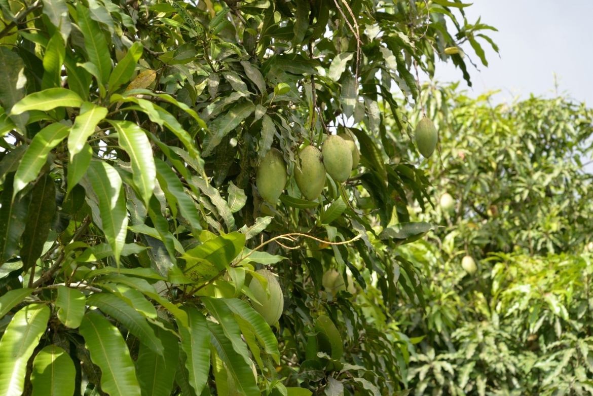 Trái xoài tượng da xanh của Cần Thơ