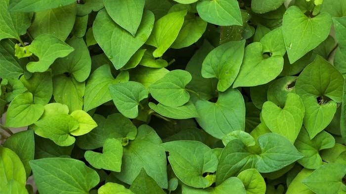 Diếp cá là một đáp án cho câu hỏi mùa hè nên trồng rau gì trong thùng xốp.