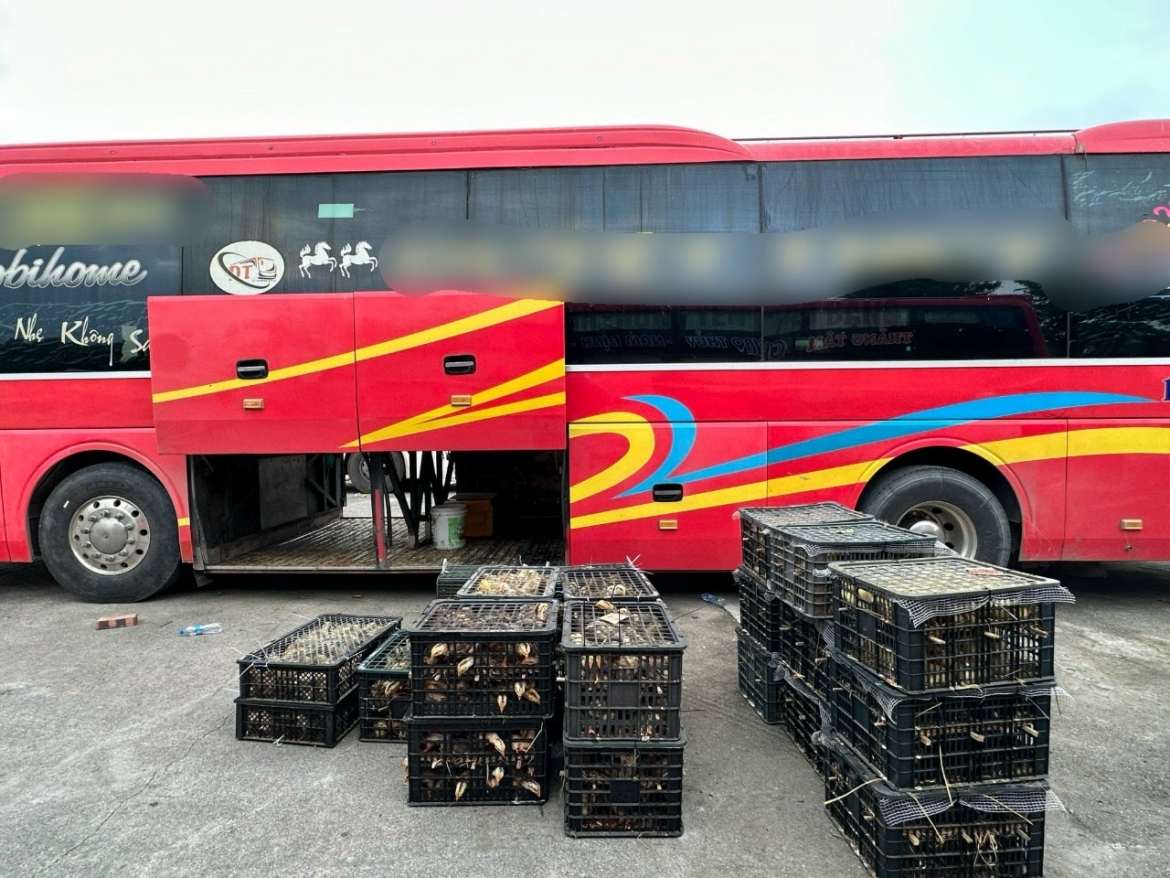 Khoảng 950 con giống gia cầm không rõ nguồn gốc xuất xứ, không có chứng nhận kiểm dịch được vận chuyển bằng xe khách giường nằm từ Thái Bình lên Cao Bằng.