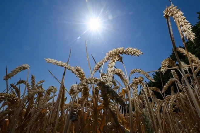 Lúa mì được trồng trên cánh đồng ở Dortmund, Đức. (Ảnh: AFP/TTXVN)