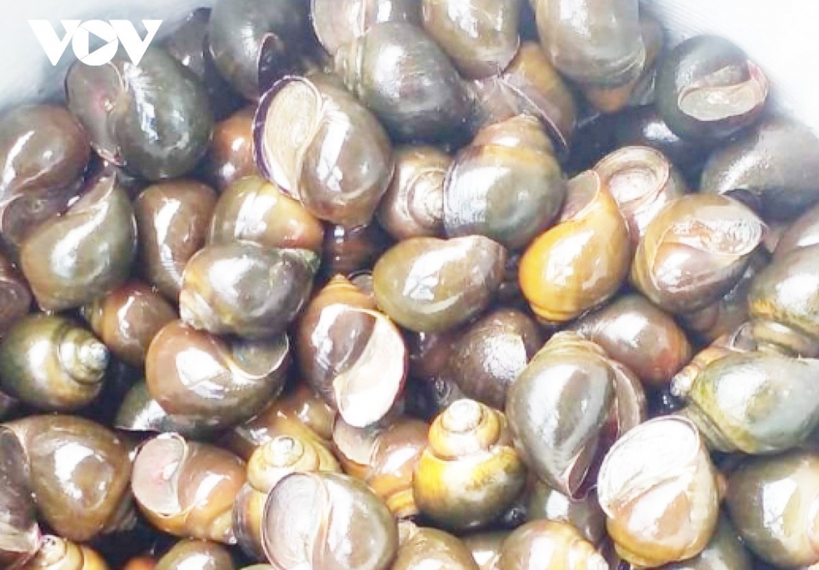Nuôi ốc bươu đen ban đầu cho hiệu quả kinh tế, hướng đi bền vững lâu dài.