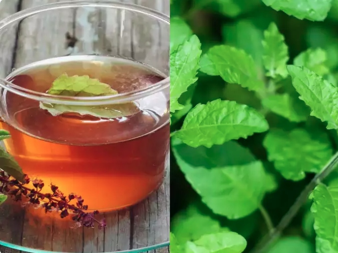 Hương nhu còn chứa các hợp chất như eugenol và axit rosmarinic, có tác dụng an thần và chống lo âu, thúc đẩy cảm giác thư giãn