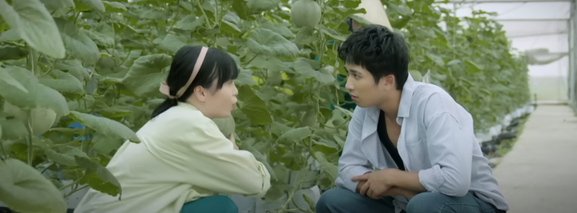 Bảo tìm hiểu cách trồng dưa lưới từ Ngà