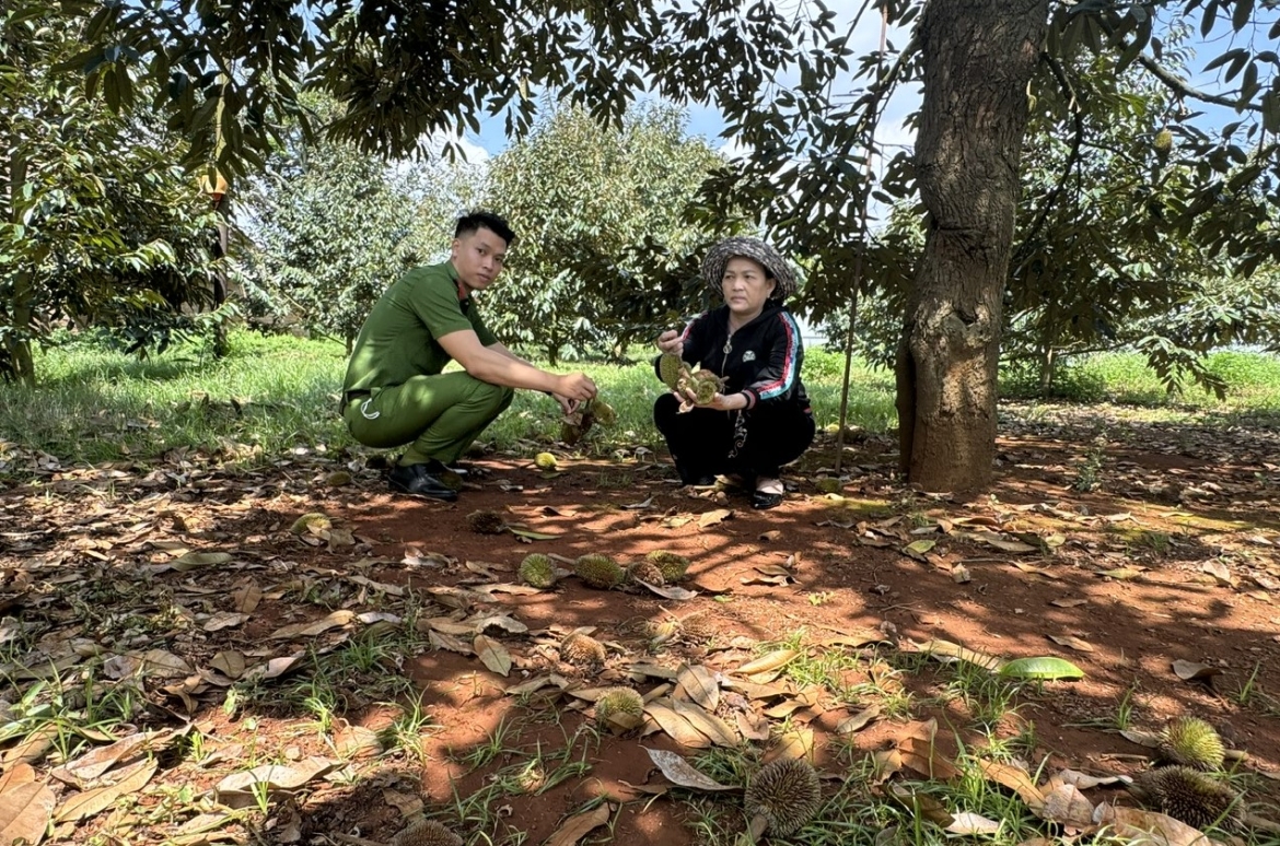 Vườn sầu riêng của một hộ dân ở huyện Krông Pắc bị kẻ gian phá hoại hồi cuối tháng 5/2024.