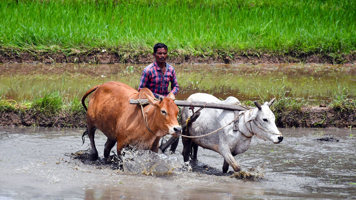 Một người nông dân tại bang Jharkhand, Ấn Độ cày bừa mảnh ruộng chuẩn bị cho việc gieo cấy lúa - Ảnh: ANI
