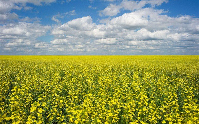 Một cánh đồng hạt cải dầu ở gần Fort Macleod, bang Alberta, Canada. (Ảnh: Reuters)
