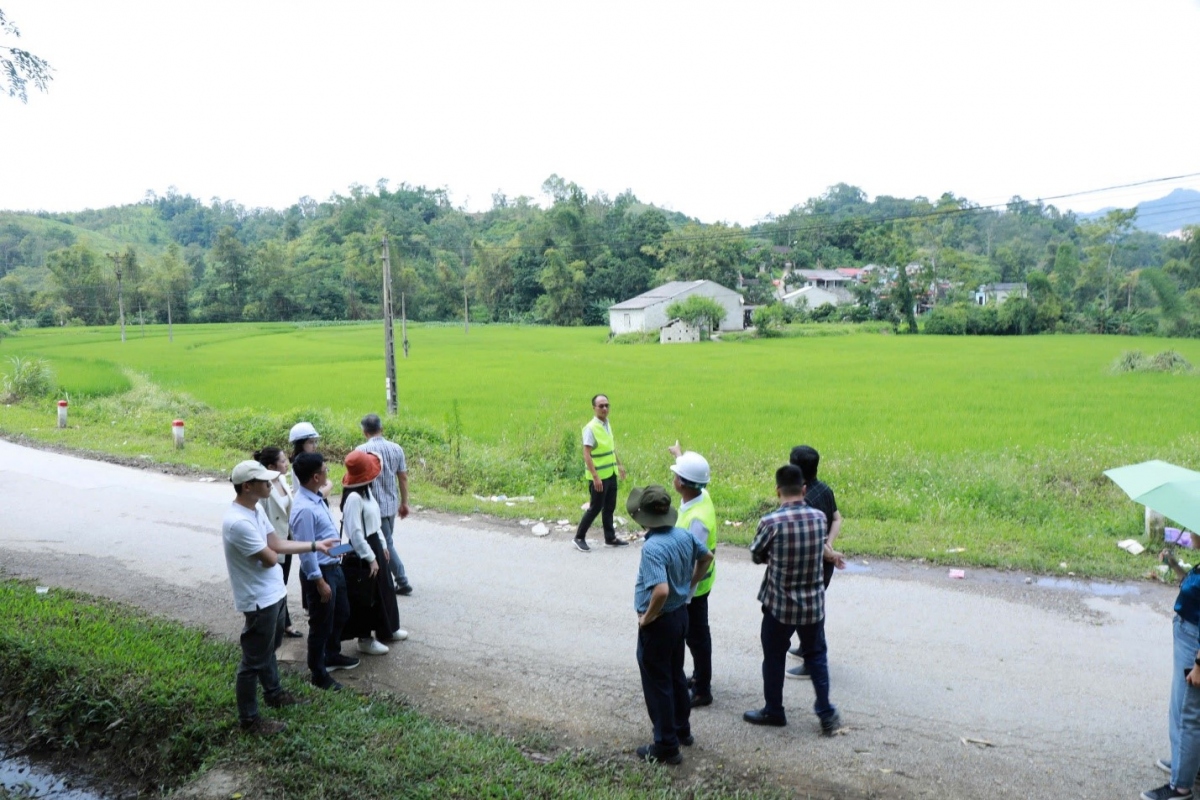 Khu vực từng là đất trống trong hồ sơ quy hoạch được người dân tranh thủ trồng lúa trong vài tháng qua.