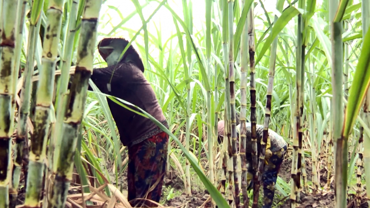 Nông dân Trà Vinh chăm sóc mía