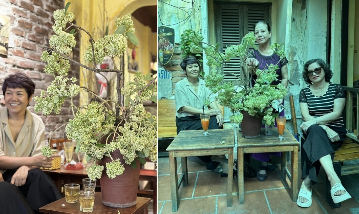 Bình hoa sữa được mang ra quán cà phê, thu hút nhiều người đến check-in