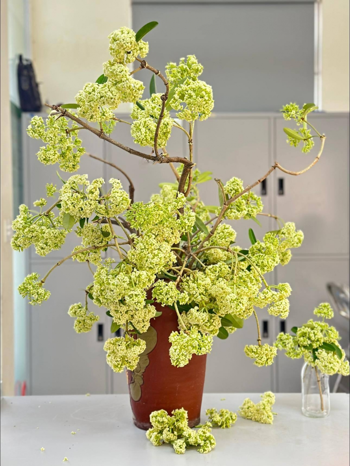 Cận cảnh bình hoa sữa của chị Anh Thư