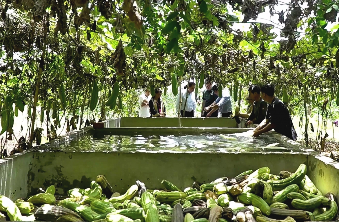Tham gia liên kết, người dân có thể trồng 2 vụ mướp mỗi năm, mỗi vụ có thể đạt 30.000 quả/ha. Công ty ký hợp đồng thu mua với giá 5.000 đồng/quả, tương đương đảm bảo giá trị sản xuất 300 triệu đồng/ha/năm, lợi nhuận khoảng 200 triệu đồng.