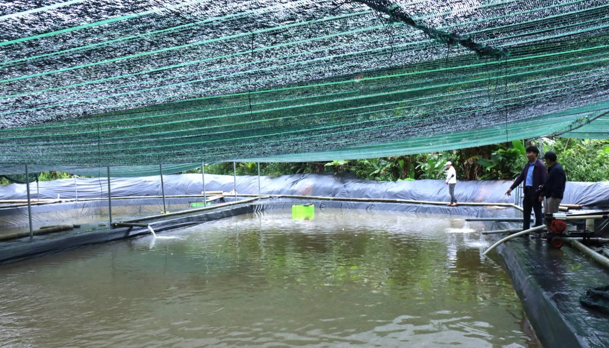 Một mô hình nuôi cá nước lạnh trong vùng dân tộc thiểu số ở huyện Di Linh