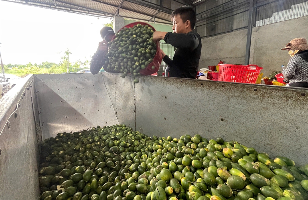 Cau được vặt quả sơ chế rồi sấy
