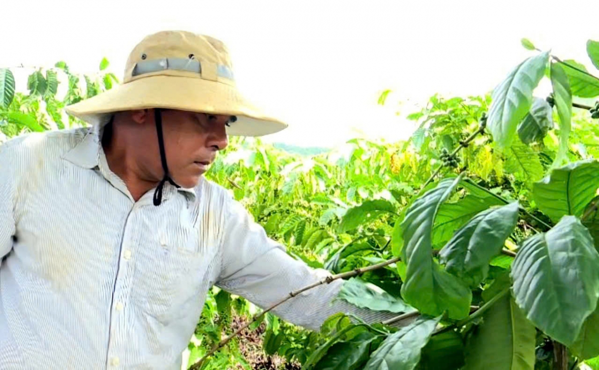 Đảng viên luôn là đầu tàu, gương mẫu trong chuyển đổi cơ cấu cây trồng