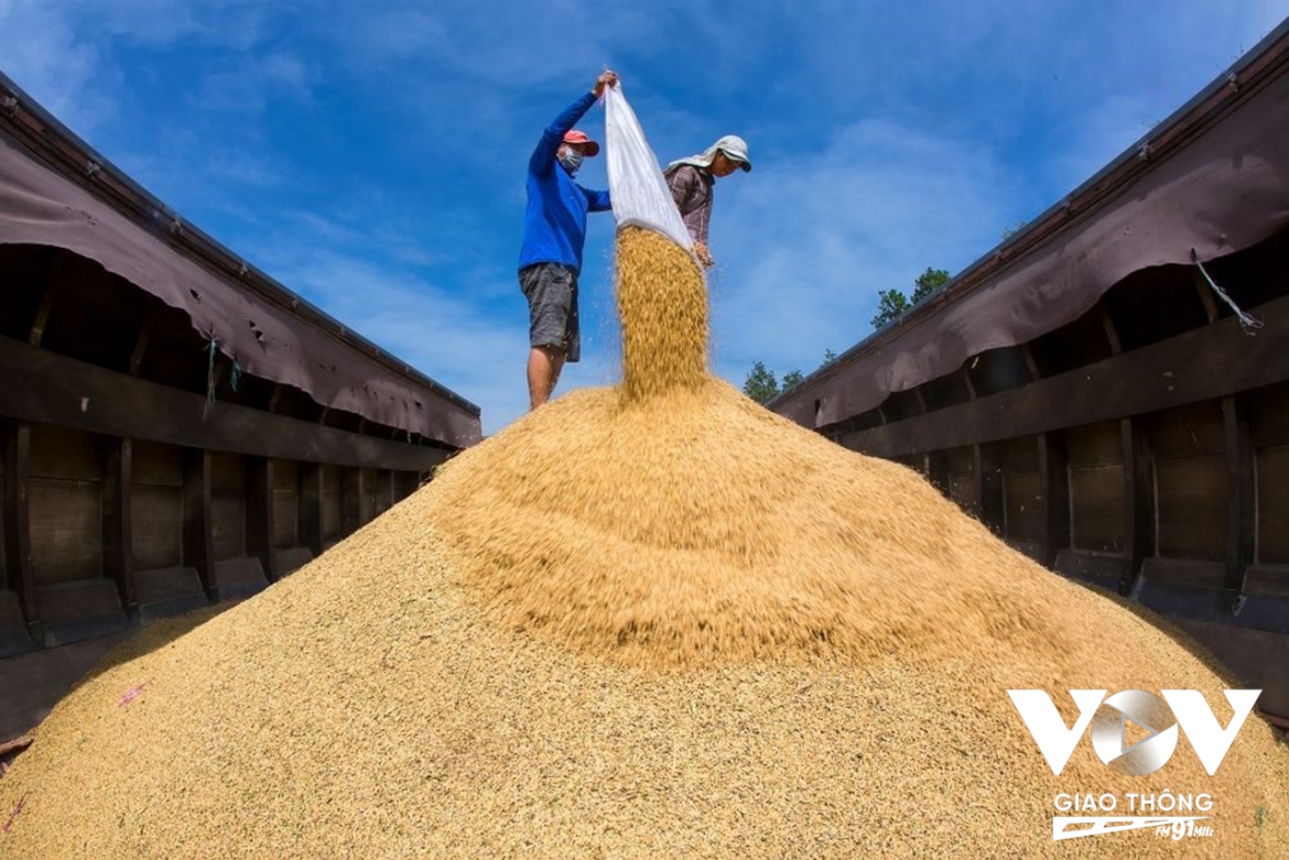 Lúa mùa nổi hiện bán với giá 15.000/kg lúa và 100.000/kg gạo