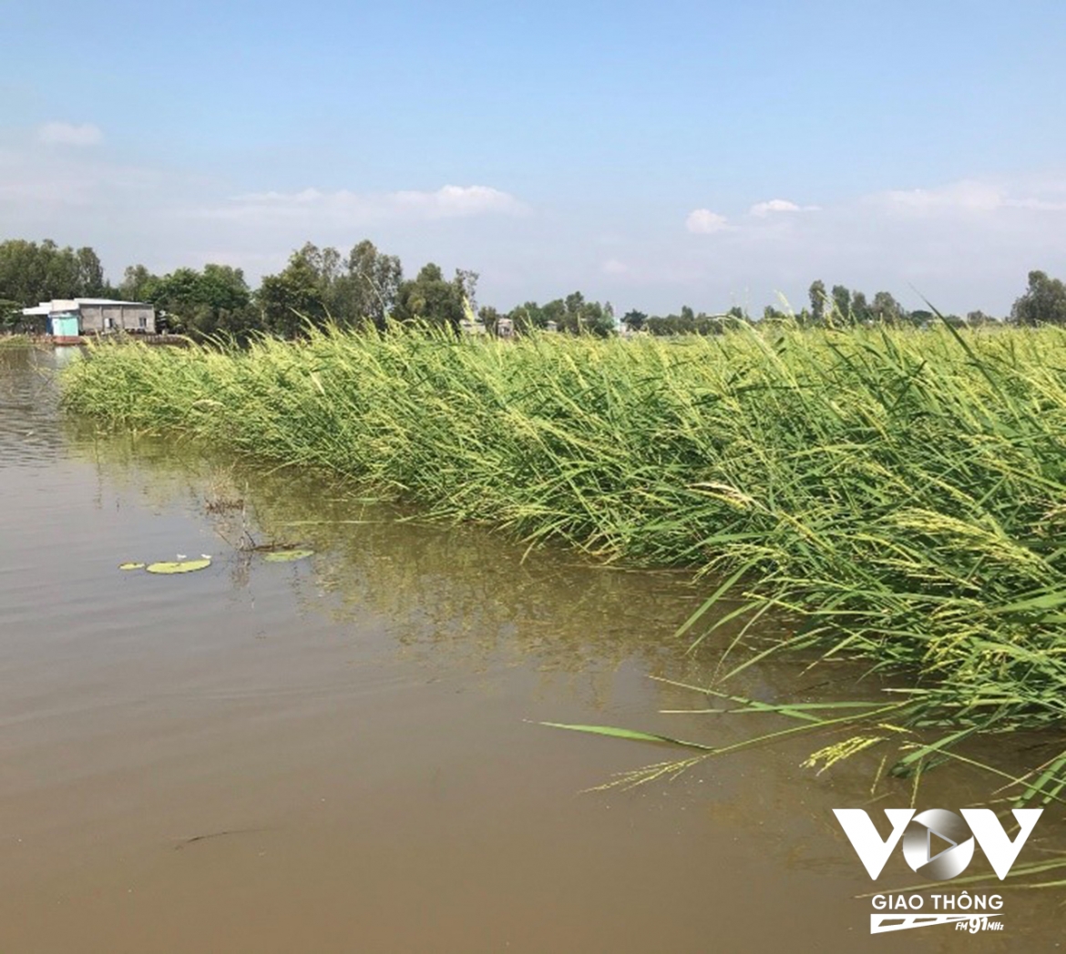Vùng Tứ Giác Long Xuyên và Đồng Tháp Mười là 2 nơi còn đang trồng giống lúa mùa nổi. Với đặc tính vươn lóng cao trong lũ