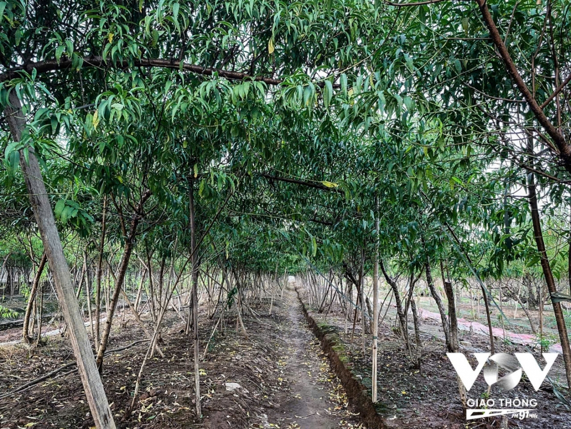 Nhật Tân là vựa đào lớn nhất miền Bắc, những cây đào không chỉ là kế sinh nhai mà còn là niềm tự hào của người dân nơi đây. Thời điểm này những năm trước, các chủ vườn đang tất bật dùng mọi biện pháp để kích đào ra hoa