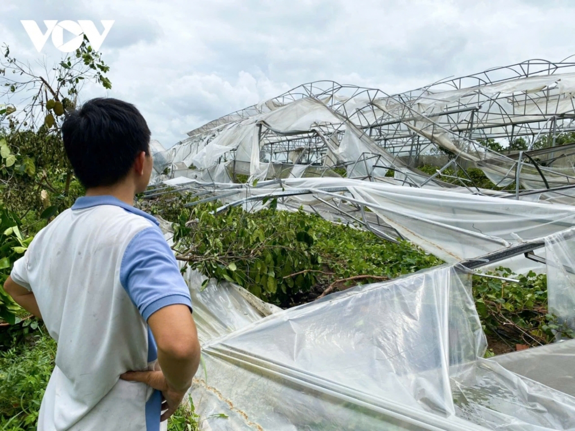 Toàn bộ nhà màng của anh Nguyễn Thanh Liêm có giá trị đầu tư 1,4 tỷ đồng bị đổ sập