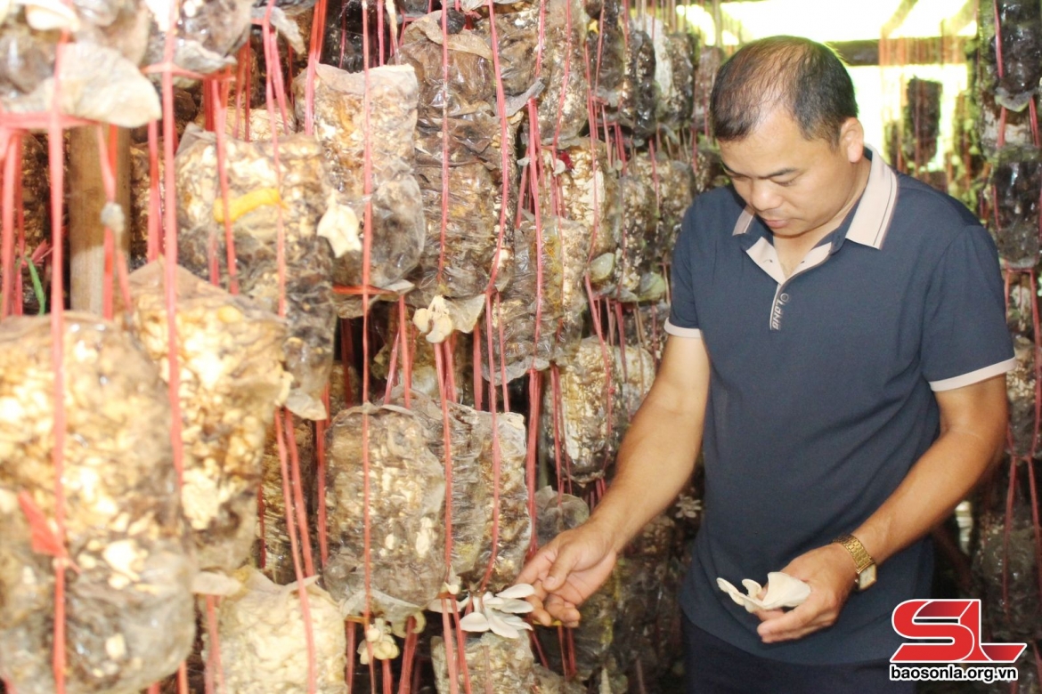 Mô hình trồng nấm của nông dân xã Chiềng La, huyện Thuận Châu
