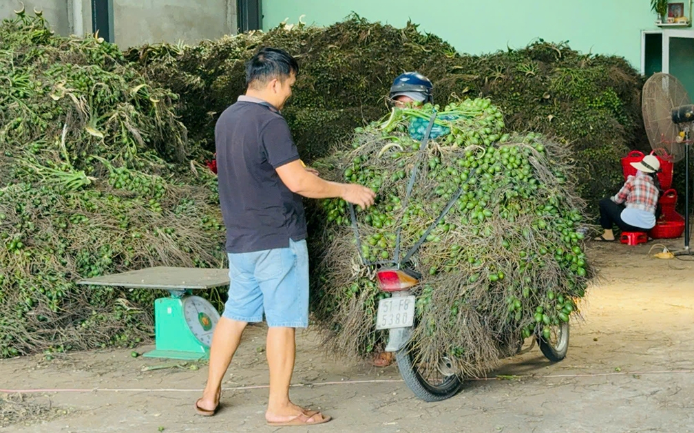 Người dân chở cau bán cho thương lái những ngày cao điểm