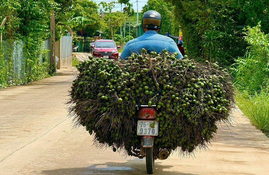 Những chùm cau nặng trĩu có giá cao lúc đầu vụ