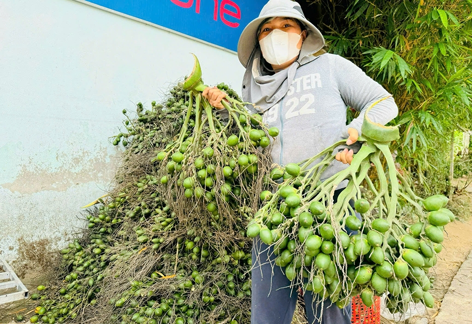 Những chùm cau trĩu quả nhưng luôn bấp bênh