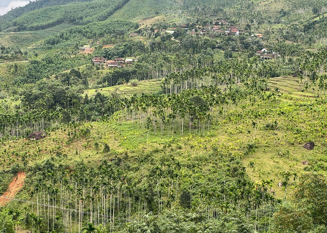 Những rẫy cau bạt ngàn