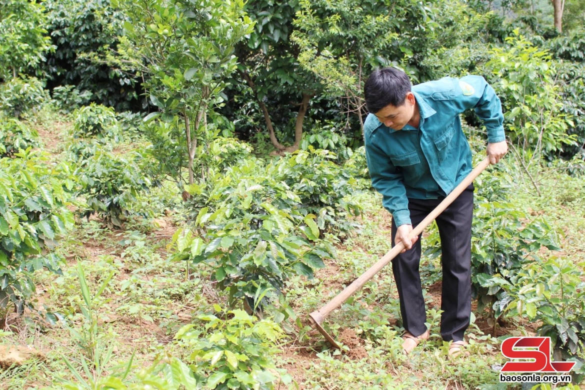 Nông dân xã Chiềng La chăm sóc diện tích cây cà phê