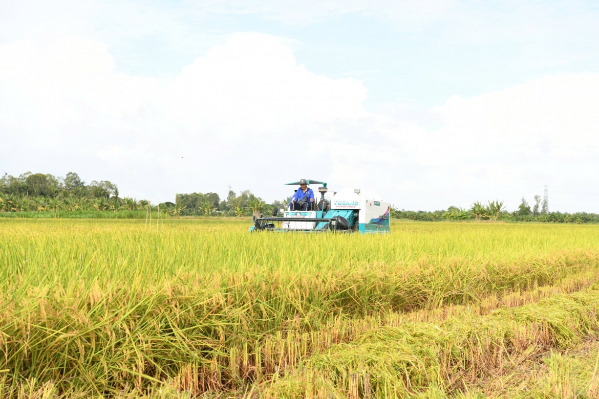 Thu hoạch lúa ST25 tại tỉnh Sóc Trăng