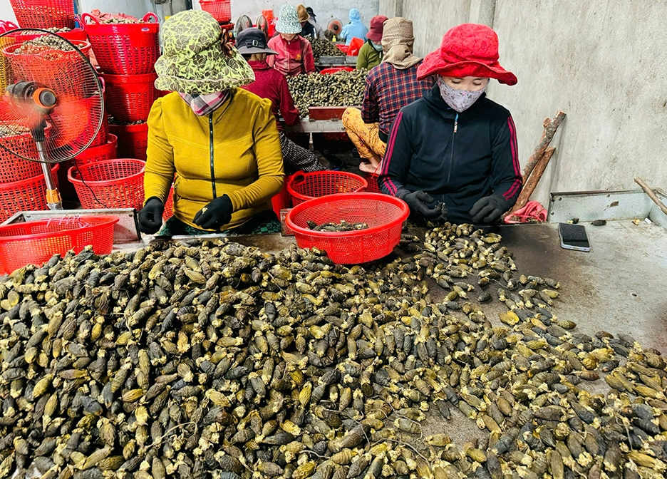 Xử lý cau sau khi sấy