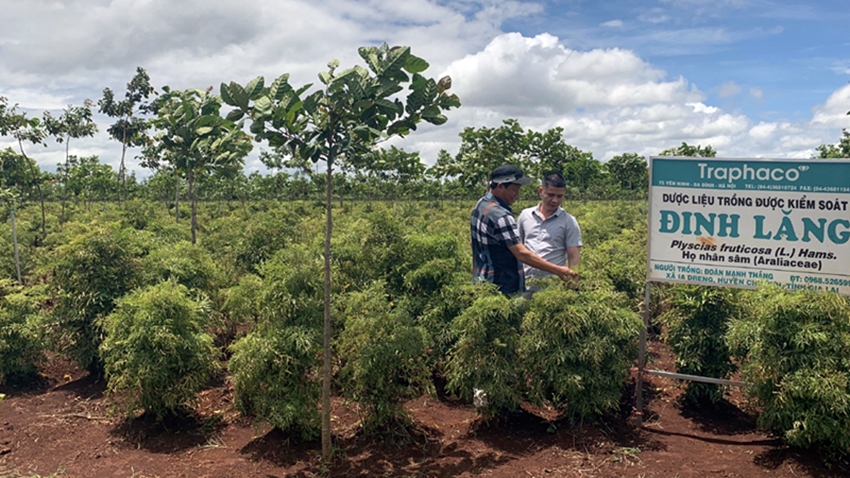 Một dự án trồng đinh lăng cung cấp nguyên liệu cho doanh nghiệp dược phẩm ở Gia Lai - Ảnh: Nguyễn Thảo