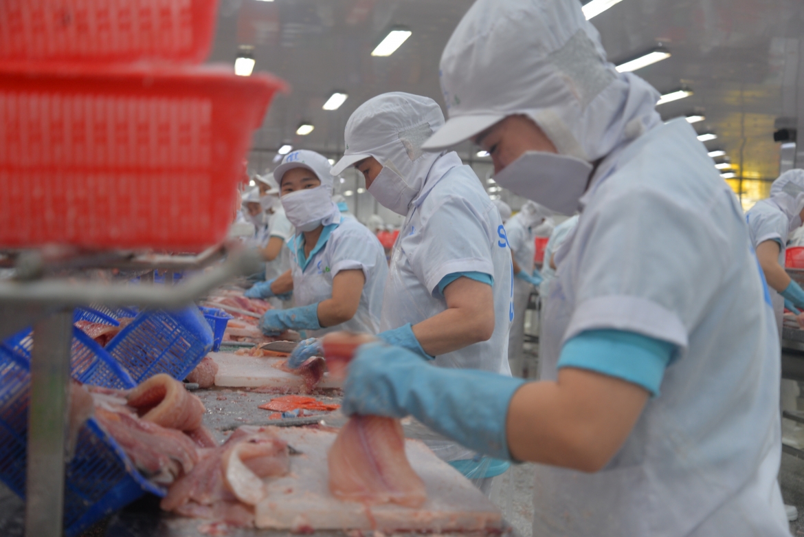 Cá tra được nuôi tại các tỉnh, thành vùng ĐBSCL