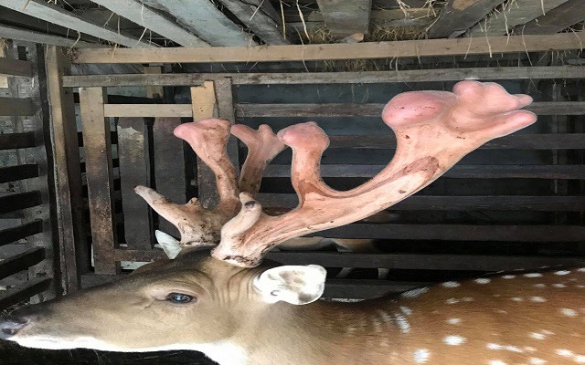 Giá 1kg nhung hươu hiện nay khoảng 14 triệu đồng.