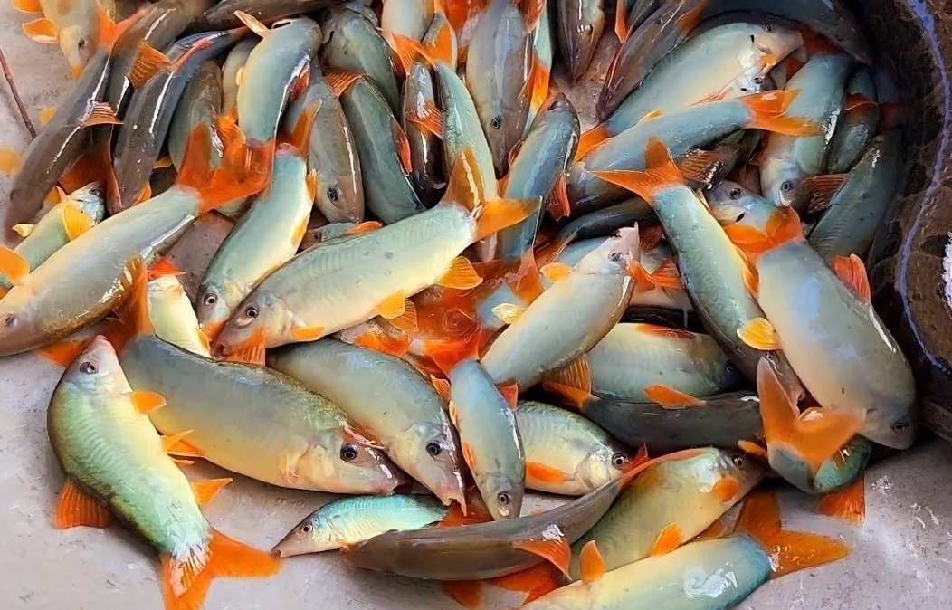 Cá heo nước ngọt phổ biến ở miền Tây. (Ảnh: B.L)