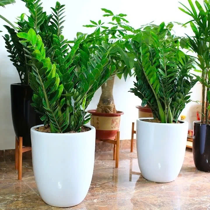 Cây kim tiền có khả năng chịu hạn rất tốt. (Ảnh: Spacet)