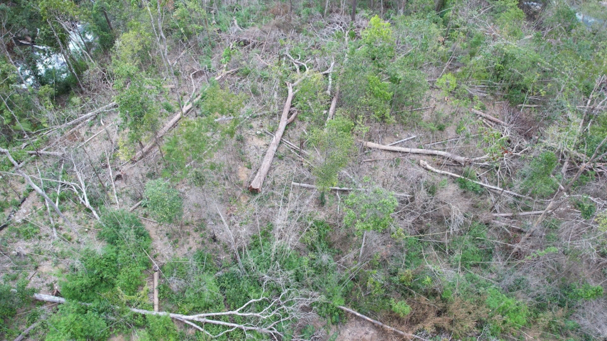 Hiện trường vụ phá rừng