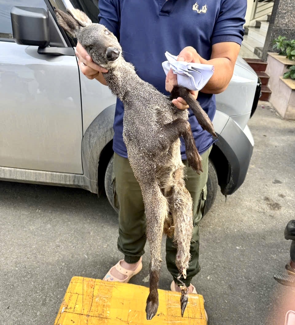 Cá thể hươu xạ đã chết