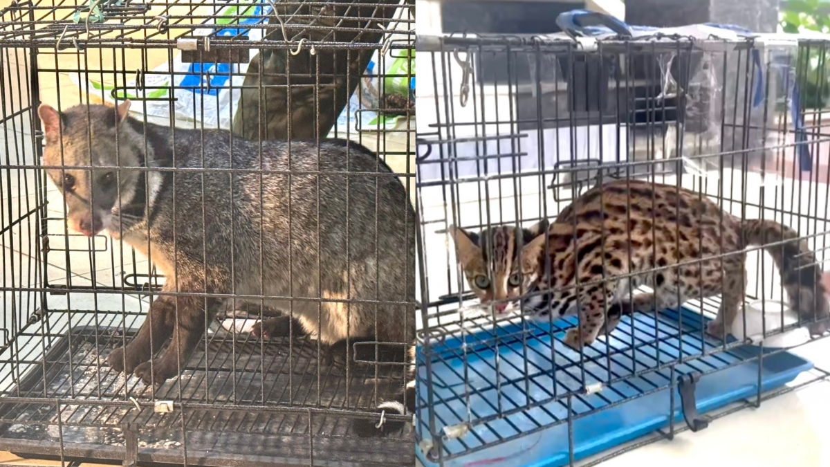 Cá thể cầy giông và mèo rừng