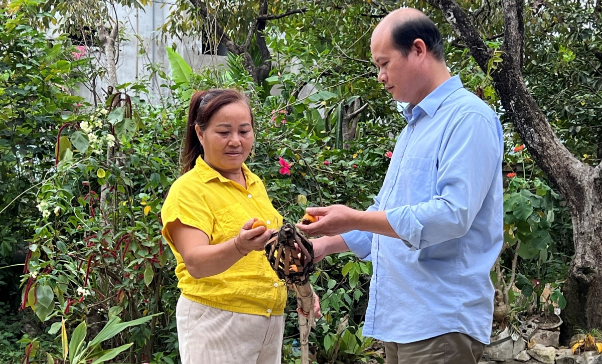 Cả chính quyền và người dân địa phương đều mong muốn phục hồi được vùng hồng giòn đặc sản