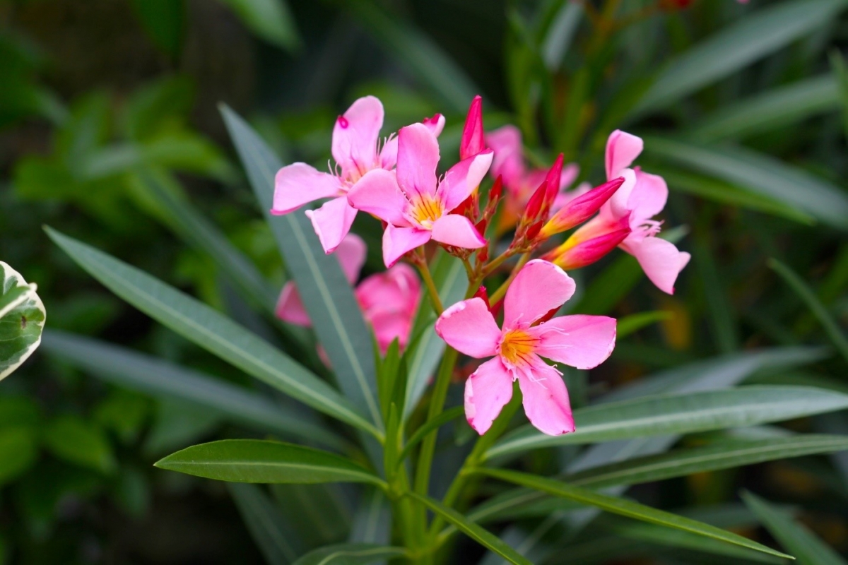 Hầu hết các bộ phận của cây trúc đào đều chứa độc tố. Ảnh: Getty Images