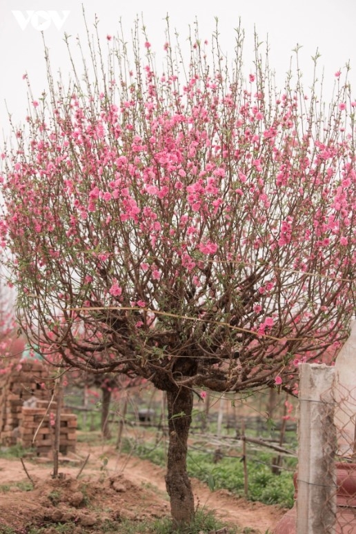 Nhat Tan flower village in Tay Ho district of Hanoi is currently rich in beauty with blooming peach trees ready to welcome in the New Year. The place provides a beautiful background for locals to take photos.