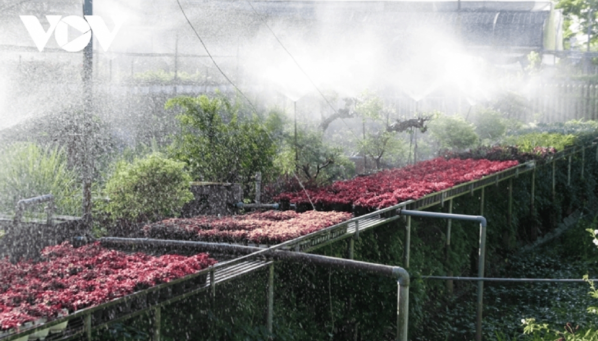  Sa Dec flower village is shining with the blooming of thousands of fragrant flowers.