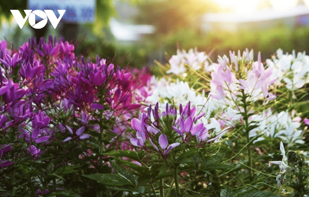   Many species of flowers in Sa Dec flower village bloom radiantly in the early morning.