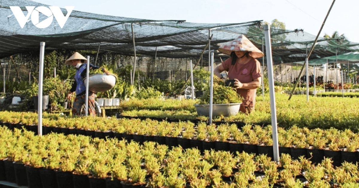  People working in the flower village are busy as they tend to flowers to prepare for Tet.