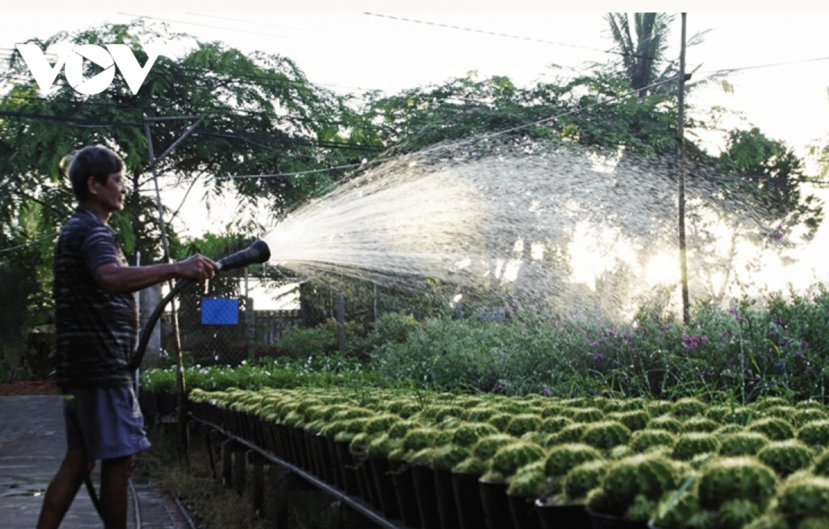   Currently, if visitors have the opportunity to visit Sa Dec flower village on the full moon day of the 12th lunar month, they can witness a bustling atmosphere throughout the region as gardeners harvest flowers to serve the Tet festival.