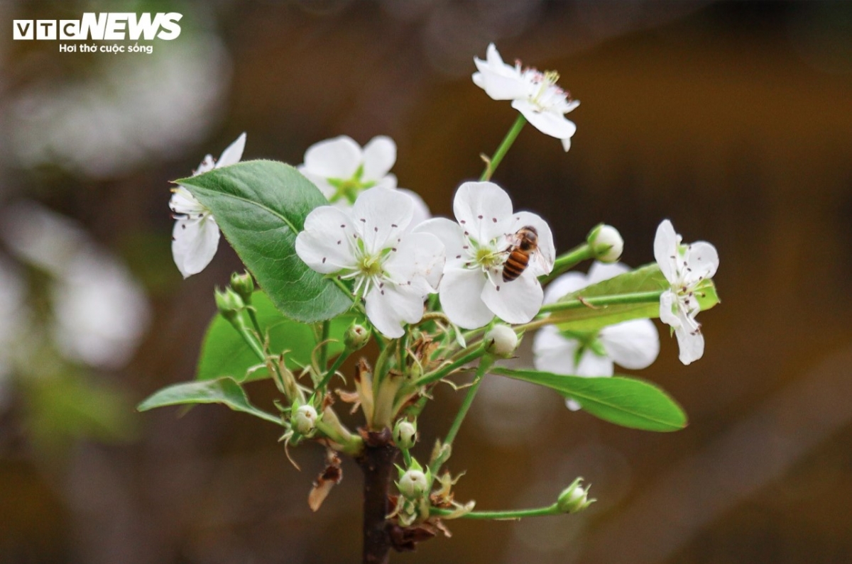 According to sellers, wild pear flower trees are typically brought from mountainous provinces throughout the north such as Lang Son, Lao Cai, and Ha Giang.