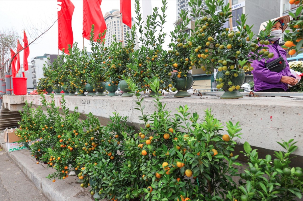 Some people choose to purchase pots of kumquat trees in order to decorate their living rooms for the festive season.