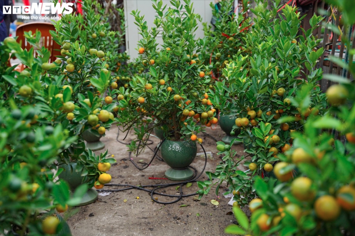 The prices of small pots of kumquat hover around VND300,000 to VND500,000 each.